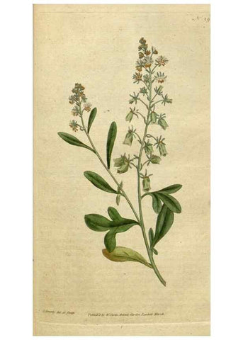 Reproducción/Reproduction 35127302816: The Botanical magazine, or, Flower-garden displayed ... /. [S.l. :s.n.],1790-1800 ;