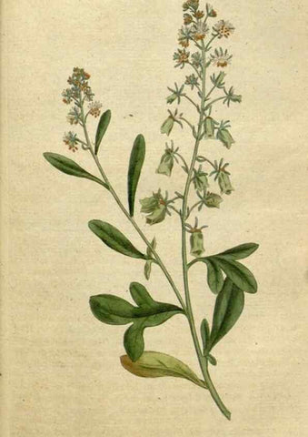 Reproducción/Reproduction 35127302816: The Botanical magazine, or, Flower-garden displayed ... /. [S.l. :s.n.],1790-1800 ;