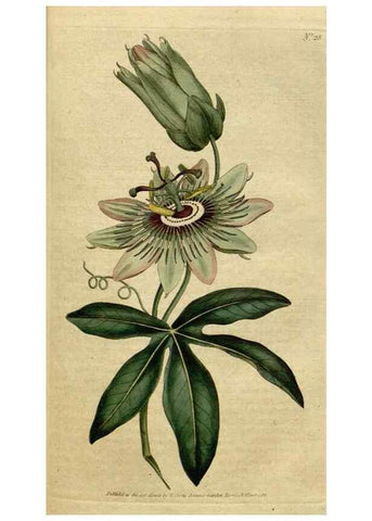Reproducción/Reproduction 34322384634: The Botanical magazine, or, Flower-garden displayed ... /. [S.l. :s.n.],1790-1800 ;