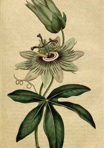 Reproducción/Reproduction 34322384634: The Botanical magazine, or, Flower-garden displayed ... /. [S.l. :s.n.],1790-1800 ;