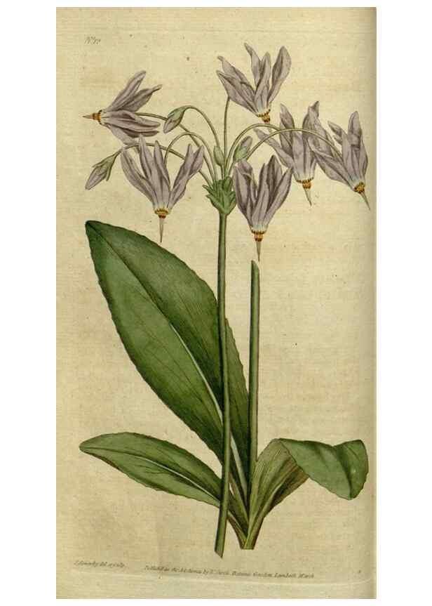 Reproducción/Reproduction 34357741393: The Botanical magazine, or, Flower-garden displayed ... /. [S.l. :s.n.],1790-1800 ;