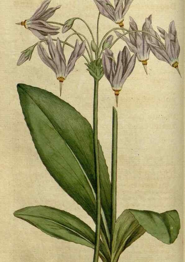 Reproducción/Reproduction 34357741393: The Botanical magazine, or, Flower-garden displayed ... /. [S.l. :s.n.],1790-1800 ;