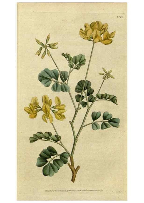 Reproducción/Reproduction 34357742043: The Botanical magazine, or, Flower-garden displayed ... /. [S.l. :s.n.],1790-1800 ;