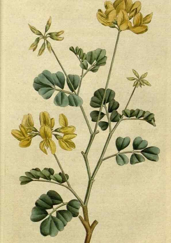 Reproducción/Reproduction 34357742043: The Botanical magazine, or, Flower-garden displayed ... /. [S.l. :s.n.],1790-1800 ;