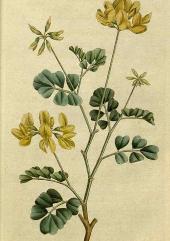 Reproducción/Reproduction 34357742043: The Botanical magazine, or, Flower-garden displayed ... /. [S.l. :s.n.],1790-1800 ;