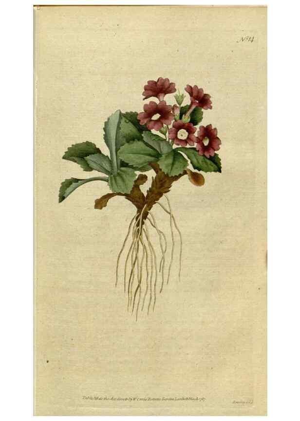 Reproducción/Reproduction 34357743103: The Botanical magazine, or, Flower-garden displayed ... /. [S.l. :s.n.],1790-1800 ;