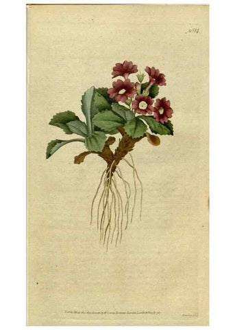 Reproducción/Reproduction 34357743103: The Botanical magazine, or, Flower-garden displayed ... /. [S.l. :s.n.],1790-1800 ;