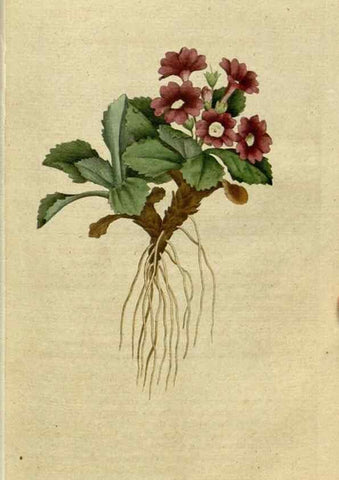 Reproducción/Reproduction 34357743103: The Botanical magazine, or, Flower-garden displayed ... /. [S.l. :s.n.],1790-1800 ;