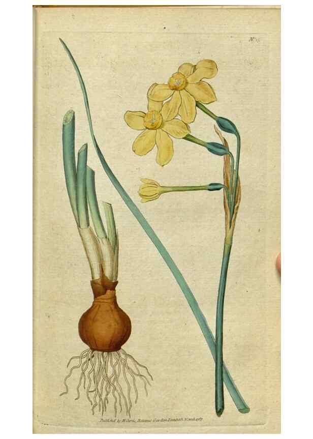 Reproducción/Reproduction 34357744343: The Botanical magazine, or, Flower-garden displayed ... /. [S.l. :s.n.],1790-1800 ;