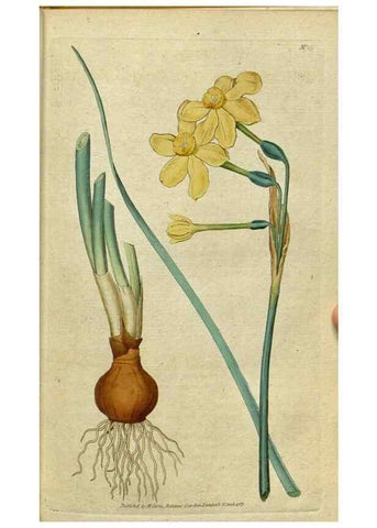 Reproducción/Reproduction 34357744343: The Botanical magazine, or, Flower-garden displayed ... /. [S.l. :s.n.],1790-1800 ;