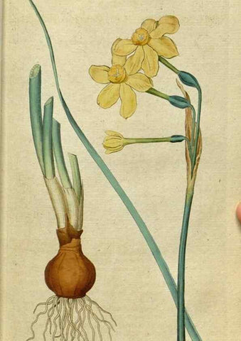 Reproducción/Reproduction 34357744343: The Botanical magazine, or, Flower-garden displayed ... /. [S.l. :s.n.],1790-1800 ;