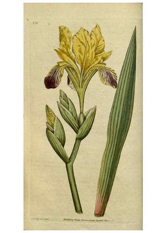 Reproducción/Reproduction 34357745793: The Botanical magazine, or, Flower-garden displayed ... /. [S.l. :s.n.],1790-1800 ;