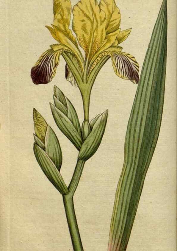 Reproducción/Reproduction 34357745793: The Botanical magazine, or, Flower-garden displayed ... /. [S.l. :s.n.],1790-1800 ;