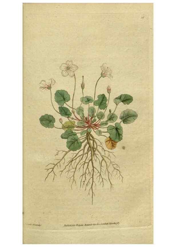 Reproducción/Reproduction 34322364174: The Botanical magazine, or, Flower-garden displayed ... /. [S.l. :s.n.],1790-1800 ;