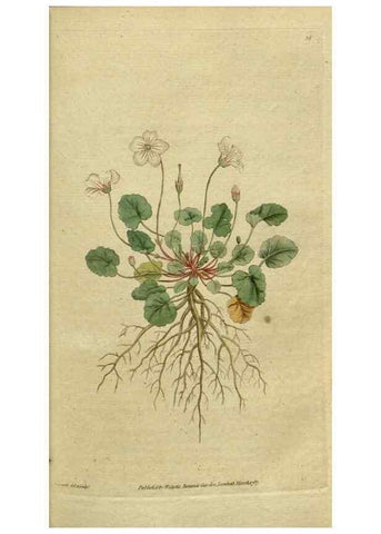 Reproducción/Reproduction 34322364174: The Botanical magazine, or, Flower-garden displayed ... /. [S.l. :s.n.],1790-1800 ;