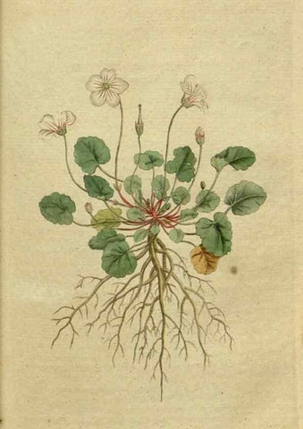 Reproducción/Reproduction 34322364174: The Botanical magazine, or, Flower-garden displayed ... /. [S.l. :s.n.],1790-1800 ;