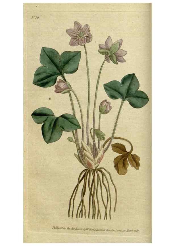 Reproducción/Reproduction 35127287596: The Botanical magazine, or, Flower-garden displayed ... /. [S.l. :s.n.],1790-1800 ;