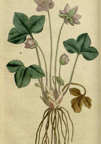 Reproducción/Reproduction 35127287596: The Botanical magazine, or, Flower-garden displayed ... /. [S.l. :s.n.],1790-1800 ;