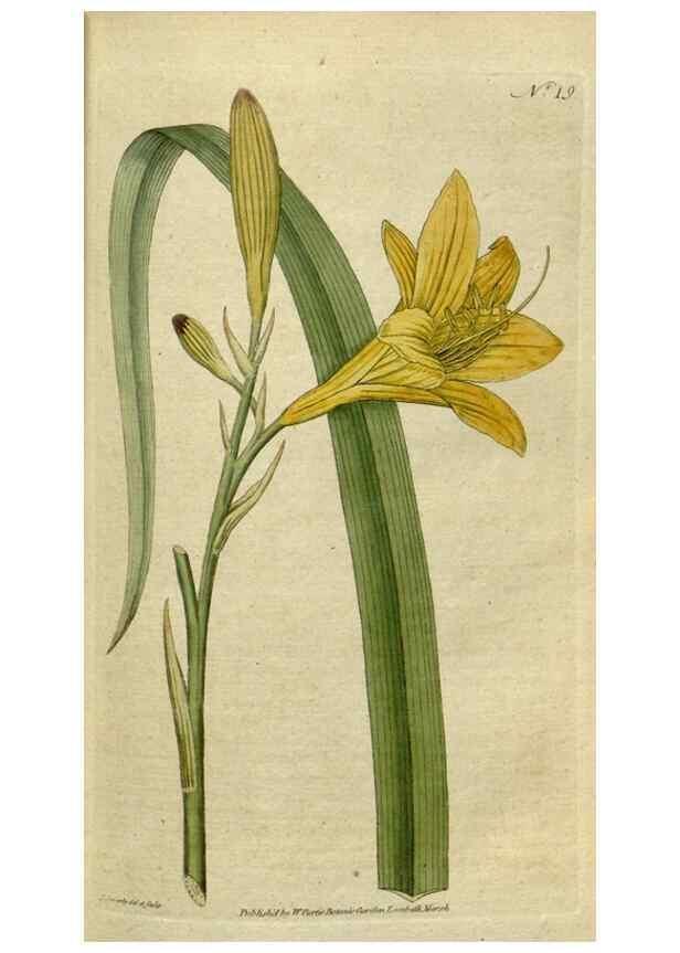 Reproducción/Reproduction 34322365464: The Botanical magazine, or, Flower-garden displayed ... /. [S.l. :s.n.],1790-1800 ;