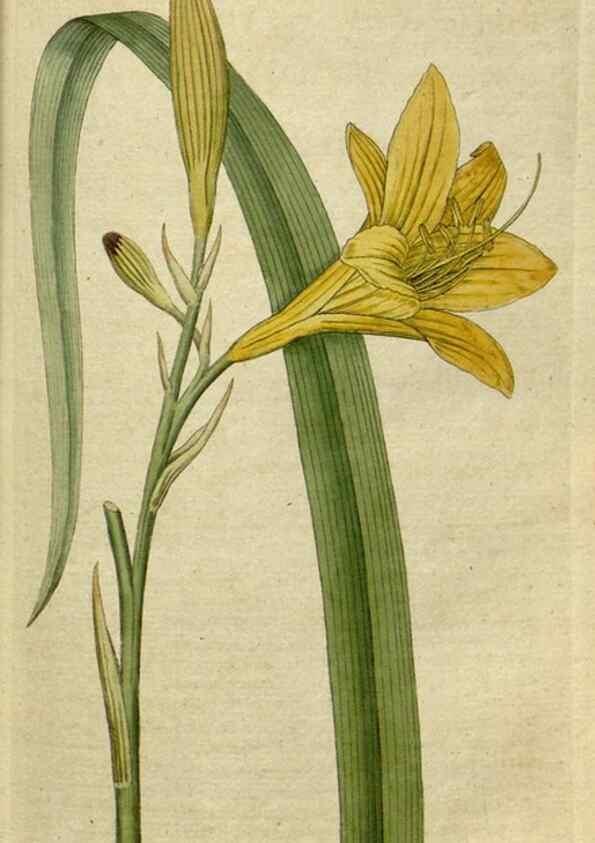 Reproducción/Reproduction 34322365464: The Botanical magazine, or, Flower-garden displayed ... /. [S.l. :s.n.],1790-1800 ;