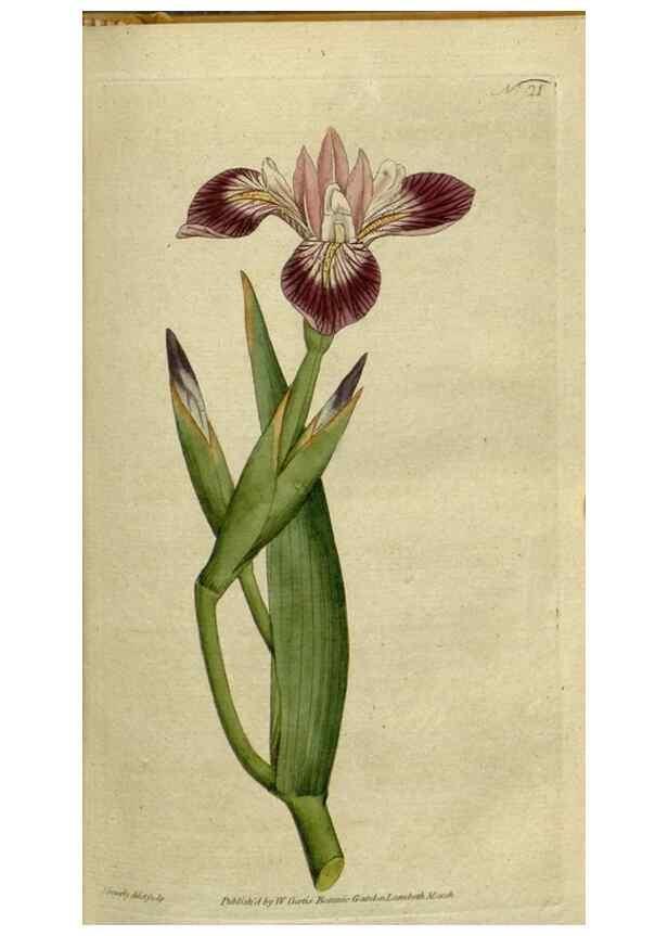Reproducción/Reproduction 34322370234: The Botanical magazine, or, Flower-garden displayed ... /. [S.l. :s.n.],1790-1800 ;