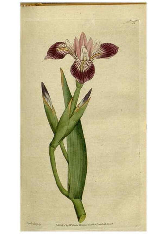Reproducción/Reproduction 34322370234: The Botanical magazine, or, Flower-garden displayed ... /. [S.l. :s.n.],1790-1800 ;