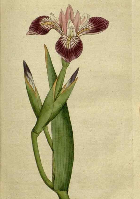 Reproducción/Reproduction 34322370234: The Botanical magazine, or, Flower-garden displayed ... /. [S.l. :s.n.],1790-1800 ;