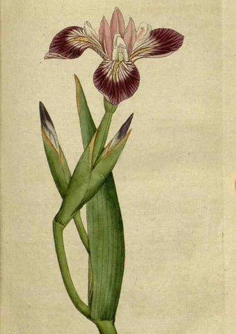 Reproducción/Reproduction 34322370234: The Botanical magazine, or, Flower-garden displayed ... /. [S.l. :s.n.],1790-1800 ;