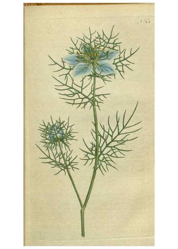 Reproducción/Reproduction 34322372354: The Botanical magazine, or, Flower-garden displayed ... /. [S.l. :s.n.],1790-1800 ;