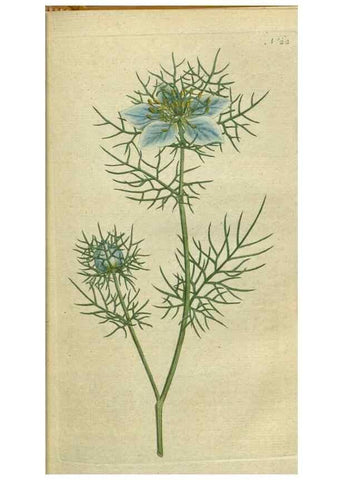 Reproducción/Reproduction 34322372354: The Botanical magazine, or, Flower-garden displayed ... /. [S.l. :s.n.],1790-1800 ;