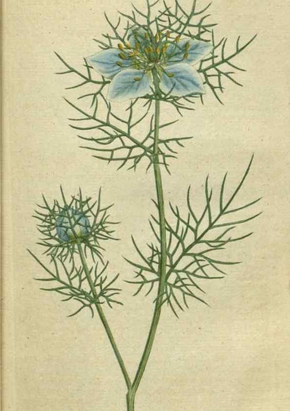 Reproducción/Reproduction 34322372354: The Botanical magazine, or, Flower-garden displayed ... /. [S.l. :s.n.],1790-1800 ;
