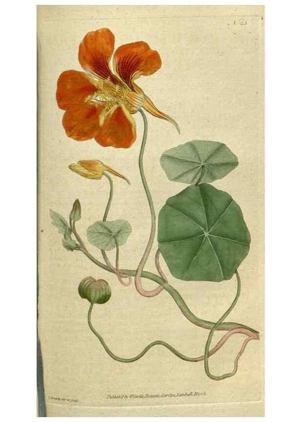 Reproducción/Reproduction 35167316265: The Botanical magazine, or, Flower-garden displayed ... /. [S.l. :s.n.],1790-1800 ;