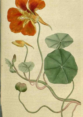 Reproducción/Reproduction 35167316265: The Botanical magazine, or, Flower-garden displayed ... /. [S.l. :s.n.],1790-1800 ;