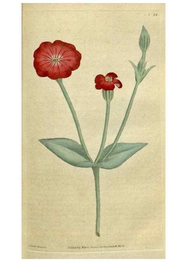 Reproducción/Reproduction 35167317895: The Botanical magazine, or, Flower-garden displayed ... /. [S.l. :s.n.],1790-1800 ;