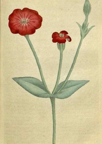 Reproducción/Reproduction 35167317895: The Botanical magazine, or, Flower-garden displayed ... /. [S.l. :s.n.],1790-1800 ;