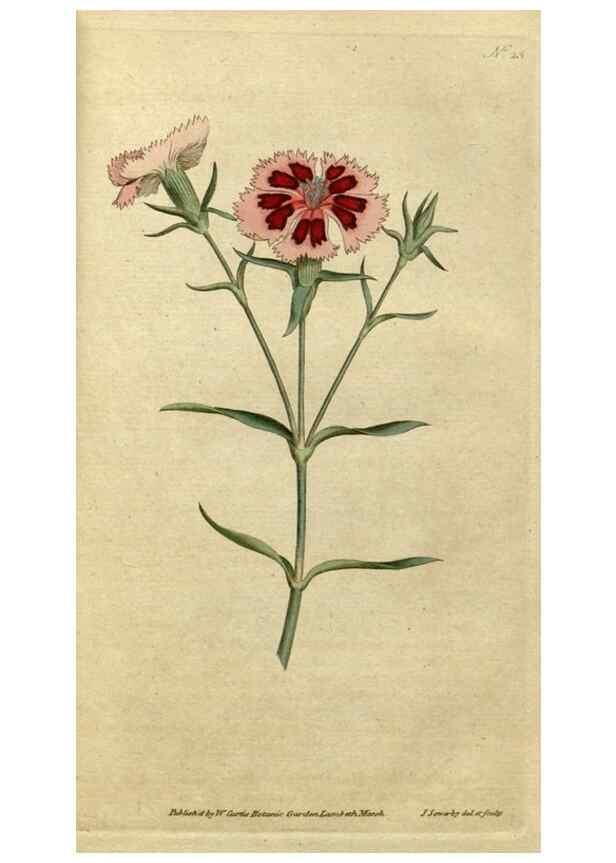 Reproducción/Reproduction 35167321055: The Botanical magazine, or, Flower-garden displayed ... /. [S.l. :s.n.],1790-1800 ;