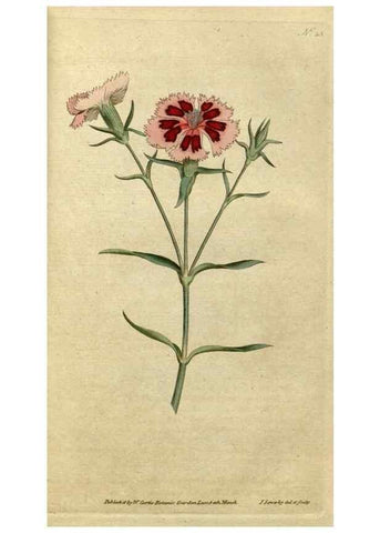 Reproducción/Reproduction 35167321055: The Botanical magazine, or, Flower-garden displayed ... /. [S.l. :s.n.],1790-1800 ;