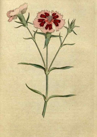 Reproducción/Reproduction 35167321055: The Botanical magazine, or, Flower-garden displayed ... /. [S.l. :s.n.],1790-1800 ;