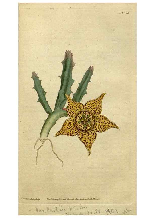 Reproducción/Reproduction 35167323165: The Botanical magazine, or, Flower-garden displayed ... /. [S.l. :s.n.],1790-1800 ;