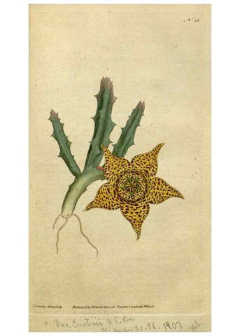 Reproducción/Reproduction 35167323165: The Botanical magazine, or, Flower-garden displayed ... /. [S.l. :s.n.],1790-1800 ;
