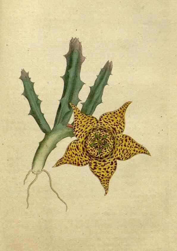 Reproducción/Reproduction 35167323165: The Botanical magazine, or, Flower-garden displayed ... /. [S.l. :s.n.],1790-1800 ;