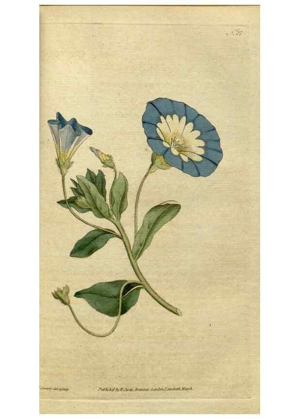 Reproducción/Reproduction 35167325425: The Botanical magazine, or, Flower-garden displayed ... /. [S.l. :s.n.],1790-1800 ;