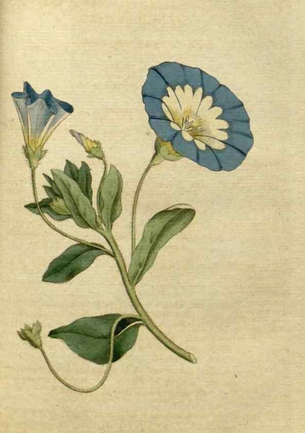 Reproducción/Reproduction 35167325425: The Botanical magazine, or, Flower-garden displayed ... /. [S.l. :s.n.],1790-1800 ;