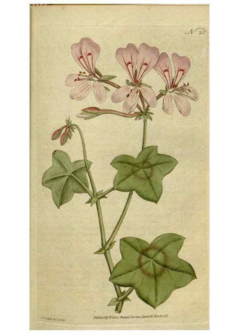 Reproducción/Reproduction 34322368154: The Botanical magazine, or, Flower-garden displayed ... /. [S.l. :s.n.],1790-1800 ;