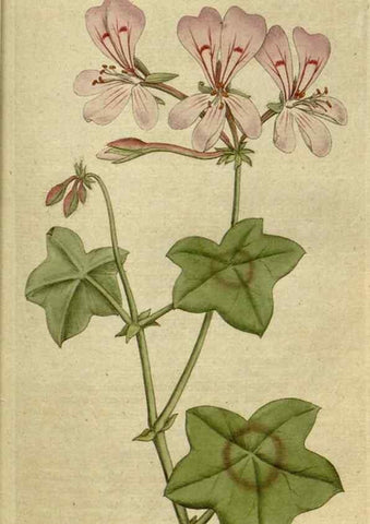 Reproducción/Reproduction 34322368154: The Botanical magazine, or, Flower-garden displayed ... /. [S.l. :s.n.],1790-1800 ;