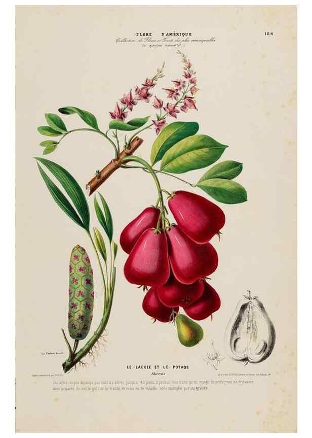 Reproducción/Reproduction 33887864813: Flore d'Amérique,. Paris,Gihaut[1843-1846]