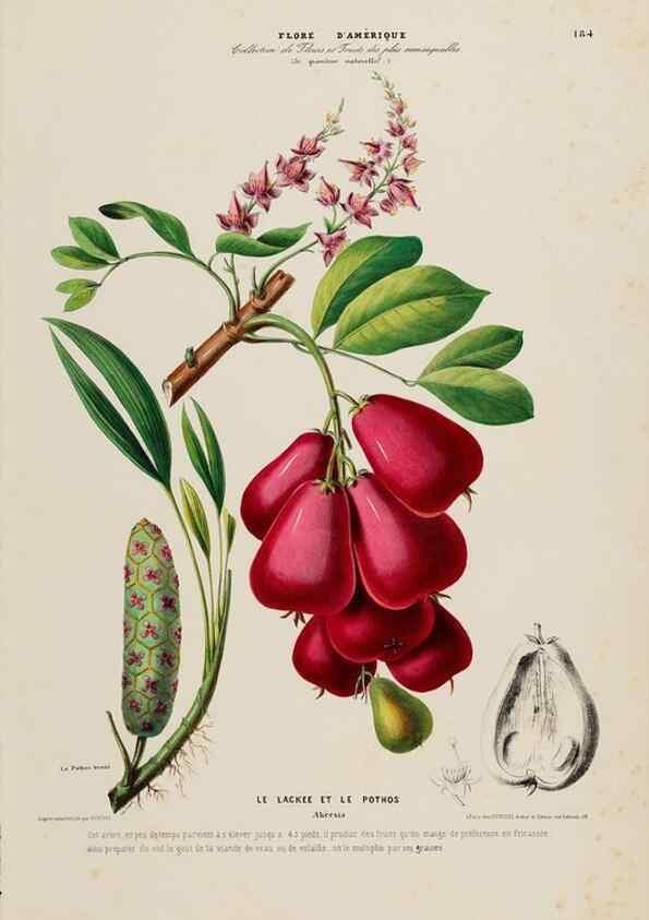 Reproducción/Reproduction 33887864813: Flore d'Amérique,. Paris,Gihaut[1843-1846]