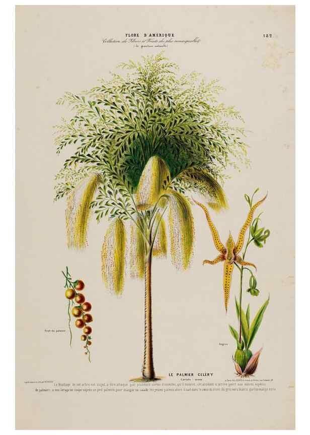 Reproducción/Reproduction 34657362686: Flore d'Amérique,. Paris,Gihaut[1843-1846]