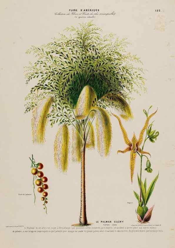 Reproducción/Reproduction 34657362686: Flore d'Amérique,. Paris,Gihaut[1843-1846]