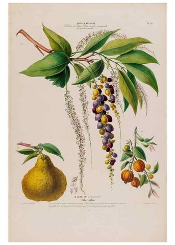 Reproducción/Reproduction 34657177376: Flore d'Amérique,. Paris,Gihaut[1843-1846]